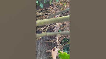 Chặt cây bằng dao mèo được rèn bằng thép trục tàu ngầm sắc bén như nước