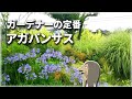 毎年咲く初夏の宿根草アガパンサス【植物紹介編-30】