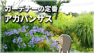 毎年咲く初夏の宿根草アガパンサス【植物紹介編-30】