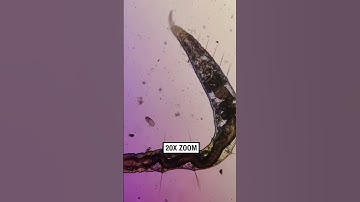 Tap water vs Holy Water under the microscope! 🔬🤢  -  🎥 microscope.vision