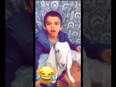 مع الضحك طفل يتكلم و يترجم لغة صغير الغنم