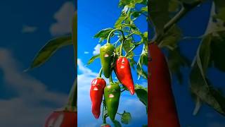 Alifun baa Taun Saa | Naat | islamic video | #cute #islamicshorts #naat #islamicsongs  #love #catie