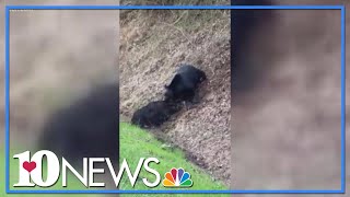 It was bear vs. wild hog in the Great Smoky Mountains