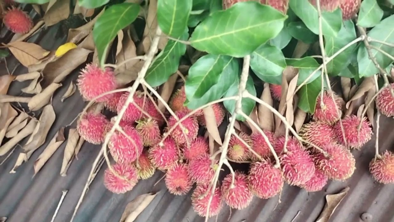 Awal bulan januari panen buah dulu simpan disini biar dikenang sepanjang waktu