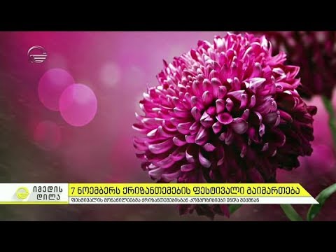 7 ნოემბერს ქრიზანთემების ფესტივალი გაიმართება