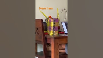 Sun conure playing hide and seek- Finding Nemo