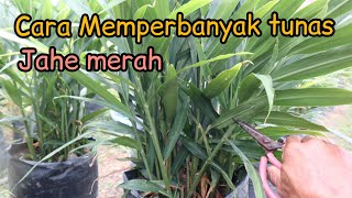 How to grow red ginger shoots in polybags