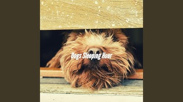 Dashing Doggy Resting