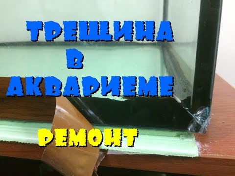 Видео: Домашние средства для собак с аллергией на траву