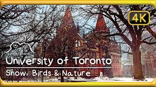 University of Toronto, Canada  Snow, Birds & Nature Ambience  relaxing sound 4K study work & sleep