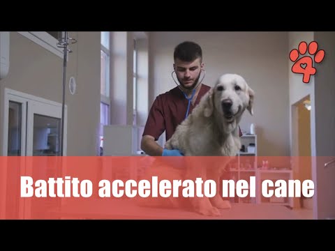 Video: Battito Cardiaco Accelerato Nei Cani