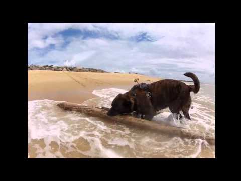 Liquid creatures & sticks short.wmv