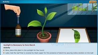 Photosynthesis: Sunlight is Necessary to form Starch, Class 10 Biology screenshot 4