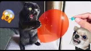 Watch and TRY NOT TO LAUGH! New Cute and Funny Animals 2024 🤣 Funniest Cats and Dogs Videos #55