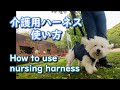 【歩行補助】介護用ハーネスでリハビリを重ねて、前足で走れるようになった、下半身不随の犬、ビションフリーゼのうたくん
