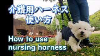 【歩行補助】介護用ハーネスでリハビリを重ねて、前足で走れるようになった、下半身不随の犬、ビションフリーゼのうたくん