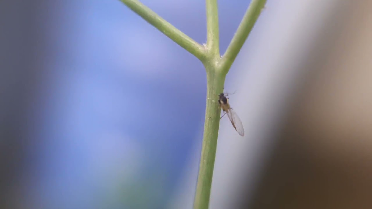 Sternorrhyncha on Emilia sp (Asteraceae)