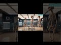 बच्चों के शरीर में कितनी हड्डिया होती है #bones #bornbabies #steps #humanbody #biology #sciencefacts