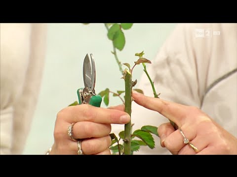 Video: Puoi coltivare fiori nuziali - Suggerimenti su come coltivare e prendersi cura dei fiori nuziali