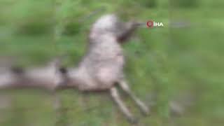 A wolf that entered the sheepfold killed 8 sheep! The moment was captured on camera.
