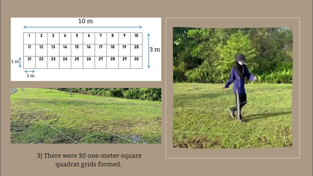 [SBV1023] Quadrat & Transect Sampling YouTube