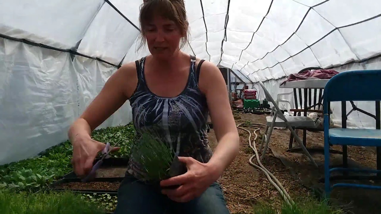 How to Give Your Onions and Leeks a Haircut! YouTube