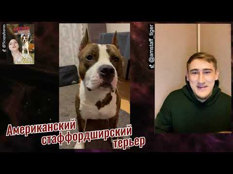 Линиза Жалпанова, американский стаффордширский терьер