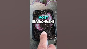 Hoe bladbegonia te vermeerderen