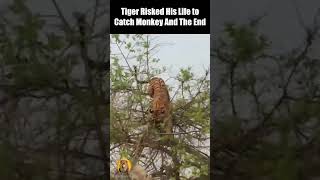 Tiger VS Monkey Who wins shorts