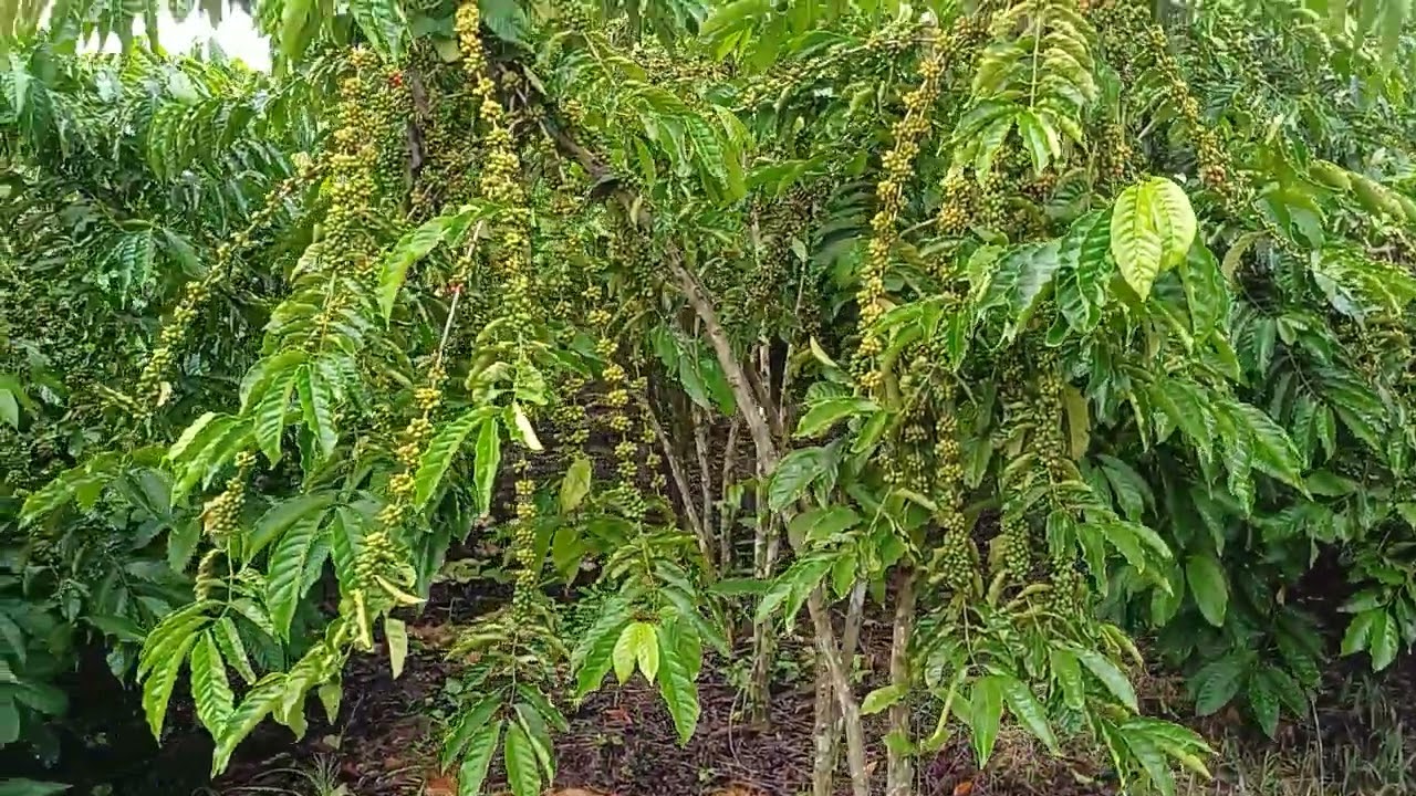 Café clonal robusta amazônico de Rondônia clone  25