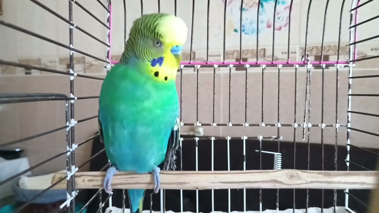 Kuş Sahiplerinin Favorisi: 2 Saat Boyunca Devam Eden Mutlu Kuş Sesleri! 🐦 muhabbet kuşu sesi