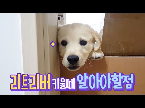 ENG SUB _ Things to Know When Getting a Retriever🐶
