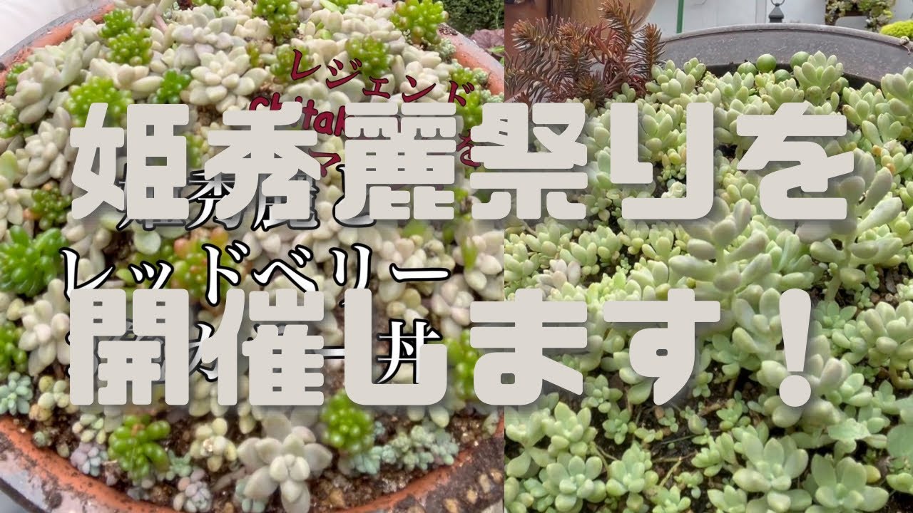多肉植物】さぁ、初心者さん！!姫秀麗を爆増されるぞ！ - YouTube