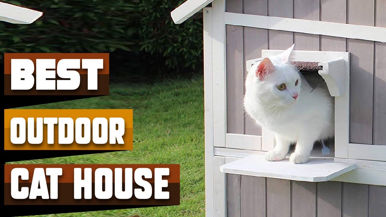 The 10 Best Outdoor Cat Houses for Safety and Warmth