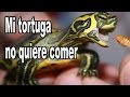 Por que mi tortuga no come y como hacer que vuelva a comer