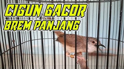 Masteran Cigun Gacor Ngebren Panjang