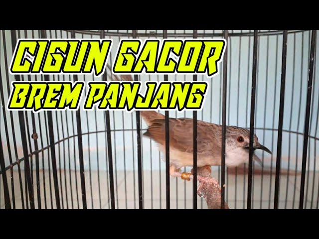 Masteran Cigun Gacor Ngebren Panjang class=