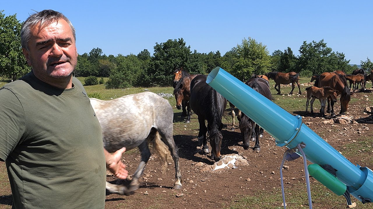 Plinskim topom plaši vukove da zaštiti ždrijebad na farmi od 5000 duluma