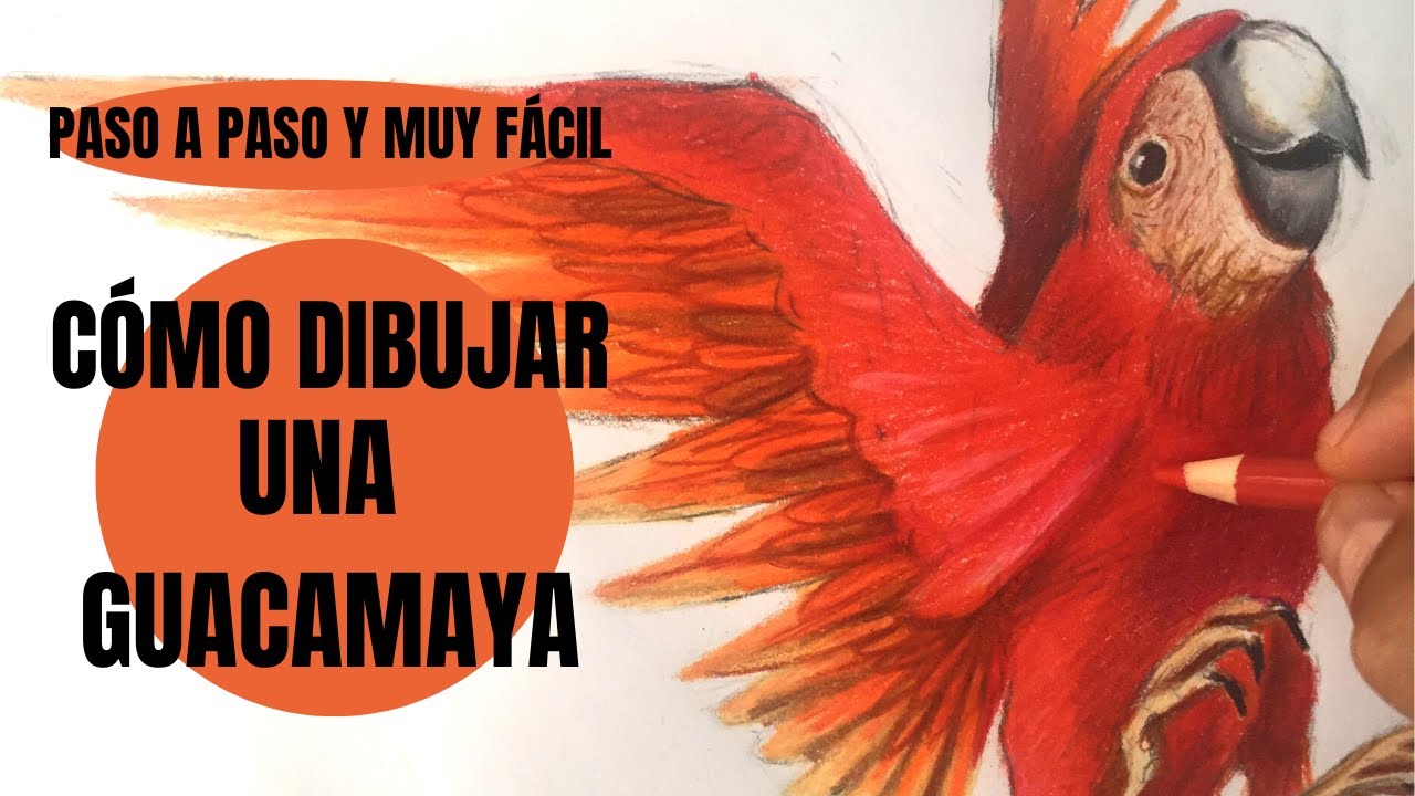 😱Te digo Cómo se Dibuja Una Guacamaya mexicana roja realista Paso a ...