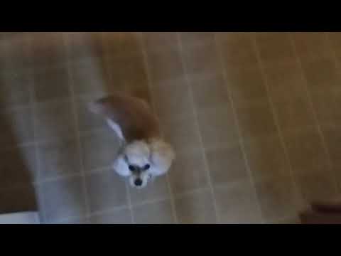 Little dancing Tater Tot