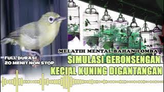 GERONSENGAN LOMBA KECIAL  AUDIO TERBAIK MELATIH MENTAL KECIAL KUNING  VIRAL 2022 KECIAL KUNING NTB