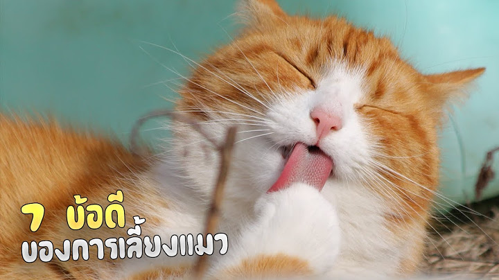 7 ข้อดีของการเลี้ยงแมว (ดีจริงเหรอ?)