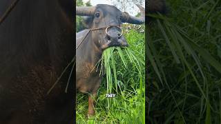 Why Do Buffalo Suddenly Stop Eating? 🐃 The Real Reason!#animals #shortfeed #funny #science #buffalo