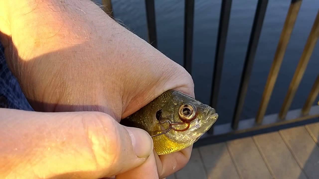 Bluegill / Bream / Brim Parasite / Worm Removal From Eye YouTube