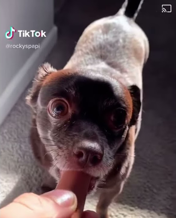 Here you go rocky i know how much you like wieners | 🤣🤣🤣