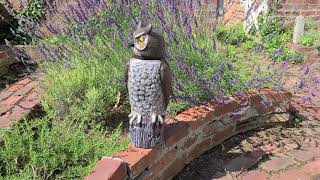 BIRD WATCHER™ Hidden Camera Surveillance Owl 360° Vision Sentry Drone keeps a lookout on your garden