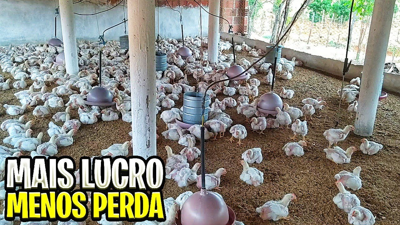 REVELADO!! COMO TER MAIS LUCRO COM FRANGO DE CORTE EM 2022