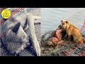 Stray Dogs Protect a Blind Homeless Woman Stuck in The Mud Next To A River