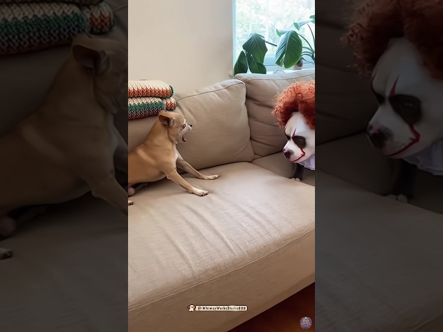 🐶​ Wait for the end... 😂😂 마지막을 보세요... #funny #shorts #dog #dogshorts #laugh #reels #animals #humor