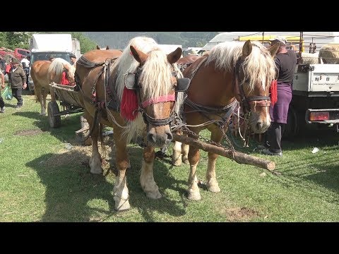 Targul de cai de la Pui, Hunedoara - 1 Mai 2018